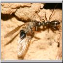 Formica -Serviformica- cf fusca - Dunkle Sklavenameise 07 8mm - mit Fliege.jpg